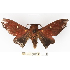 /filer/webapps/moths/media/images/B/brotoessa_Gonopacha_AM_NHMUK.jpg