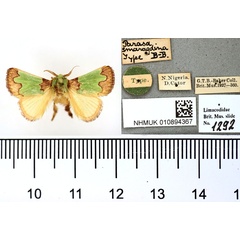 /filer/webapps/moths/media/images/S/smaragdina_Parasa_HT_BMNH.jpg