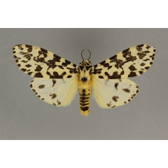 /filer/webapps/moths/media/images/W/whalleyi_Alpenus_PT_BMNH.jpg