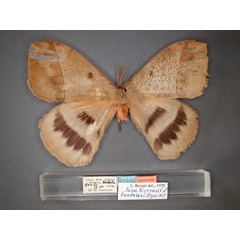 /filer/webapps/moths/media/images/F/fontainei_Jana_HT_RMCA_01.jpg