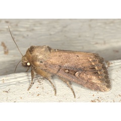 /filer/webapps/moths/media/images/F/fusca_Busseola_A_Heynsa.jpg