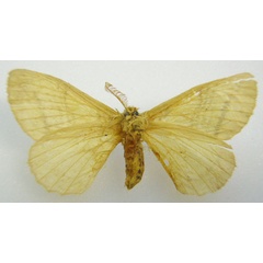 /filer/webapps/moths/media/images/N/novemlineata_Stibolepis_HT_NHMUKb.jpg