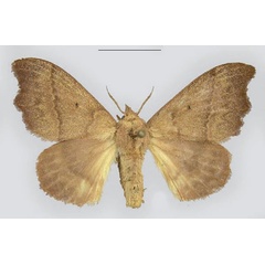 /filer/webapps/moths/media/images/H/hapsimachus_Hapsimachogonia_AF_MWM.jpg