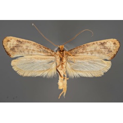 /filer/webapps/moths/media/images/D/deserticola_Nomima_HT_MfNb.jpg