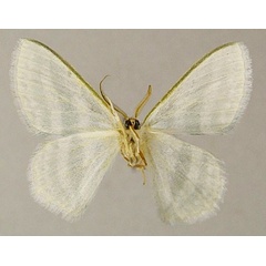 /filer/webapps/moths/media/images/H/hispida_Epigelasma_HT_ZSMb.jpg