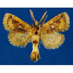 /filer/webapps/moths/media/images/J/joeli_Moyencharia_HT_Lehmann_dGwBM3g.jpg