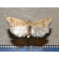 /filer/webapps/moths/media/images/G/gnathosellus_Euchromius_A_Goff_01.jpg