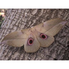 /filer/webapps/moths/media/images/A/angasana_Lobonunaea_A_Wolfe_01.jpg