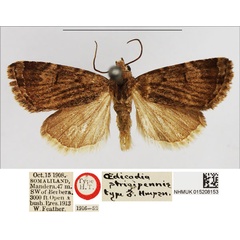 /filer/webapps/moths/media/images/S/strigipennis_Oedicodia_HT_NHMUK.jpg