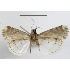 /filer/webapps/moths/media/images/P/perirrorata_Ochropleura_A_MGCLb_01.JPG