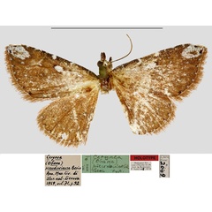 /filer/webapps/moths/media/images/P/pseudovinosa_Cerynea_HT_MNHN.jpg