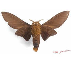 /filer/webapps/moths/media/images/T/titan_Gonometa_AM_Albertb_02.jpg