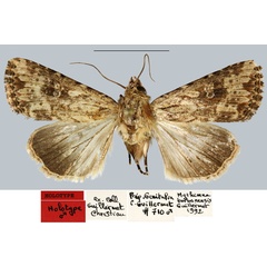 /filer/webapps/moths/media/images/B/borbonensis_Mythimna_HT_MNHN.jpg