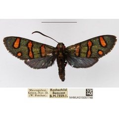 /filer/webapps/moths/media/images/B/borotsana_Arniocera_A_NHMUK_02.jpg