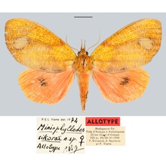 /filer/webapps/moths/media/images/S/sikorai_Miniophyllodes_AT_MNHN.jpg