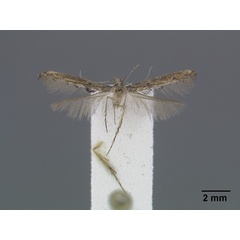 /filer/webapps/moths/media/images/A/agassizi_Epermenia_PT_Gaedike_01.jpg