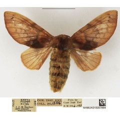 /filer/webapps/moths/media/images/A/andersoni_Pseudometa_AF_NHMUK.jpg