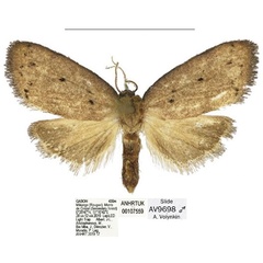 /filer/webapps/moths/media/images/B/bispinata_Spatulosia_HT_ANHRT.jpg
