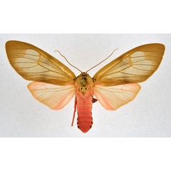 /filer/webapps/moths/media/images/M/makadara_Amerila_AF_NHMO.jpg