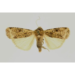 /filer/webapps/moths/media/images/B/bergeri_Mentaxya_AT_RMCA_02.jpg