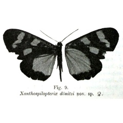 /filer/webapps/moths/media/images/D/doenitzi_Xanthospilopterix_HT_Grunberg_9.jpg