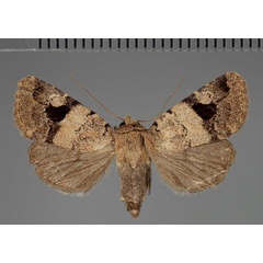 /filer/webapps/moths/media/images/M/megalena_Eustrotia_AM_Fiebig_02.jpg