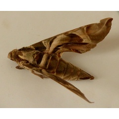 /filer/webapps/moths/media/images/N/nerii_Daphnis_A_Glibert.jpg