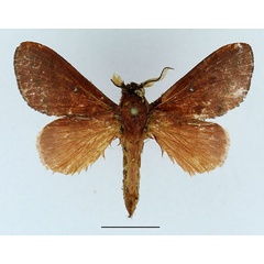 /filer/webapps/moths/media/images/S/sogai_Acosmetoptera_AM_Basquin_02.jpg