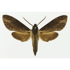 /filer/webapps/moths/media/images/O/oegrapha_Lomocyma_AM_Basquin_01.jpg