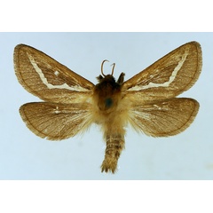 /filer/webapps/moths/media/images/A/albistriata_Eudalaca_AM_TMSA_01.jpg