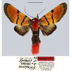 /filer/webapps/moths/media/images/V/vaovao_Epicausis_HT_MNHNa.jpg