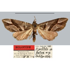 /filer/webapps/moths/media/images/F/festiva_Hypobleta_HT_MNHN.jpg