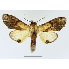 /filer/webapps/moths/media/images/P/persimilis_Stemmatophalera_AF_Basquin_02.jpg