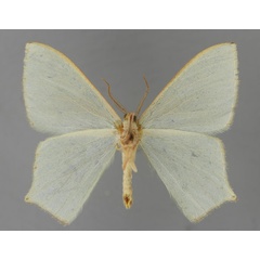 /filer/webapps/moths/media/images/V/vagistriga_Maxates_A_ZSM_02.jpg