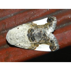 /filer/webapps/moths/media/images/M/margaritata_Acontia_A_Grobler.jpg