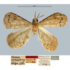 /filer/webapps/moths/media/images/O/oxymoralis_Hormisa_HT_MNHN.jpg