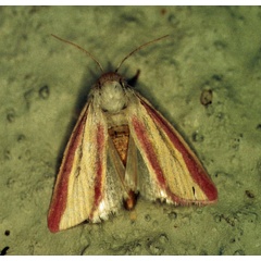 /filer/webapps/moths/media/images/G/galatheae_Timora_A_Roland_01_8ZWOUS1.jpg
