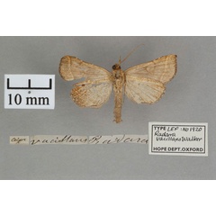 /filer/webapps/moths/media/images/V/vacillans_Radara_HT_OUMNH_02.jpg