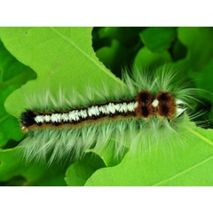 /filer/webapps/moths/media/images/C/capensis_Eutricha_C_Ihle_04.jpg