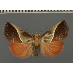 /filer/webapps/moths/media/images/D/divisa_Eustrotia_A_Fiebig_03.jpg