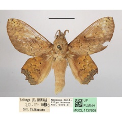 /filer/webapps/moths/media/images/A/arnoldi_Morongea_AM_MGCLa_02.JPG