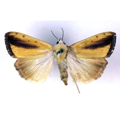 /filer/webapps/moths/media/images/G/graellsii_Pardoxia_A_RMCA.jpg