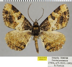 /filer/webapps/moths/media/images/K/kartala_Xylopteryx_PTM_ZSM_01.jpg