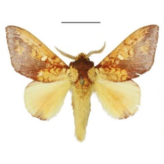 /filer/webapps/moths/media/images/I/igneata_Hypotrabala_HT_ANHRT.jpg