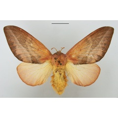 /filer/webapps/moths/media/images/S/sericeofasciata_Pallastica_AF_TMSA.jpg