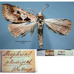 /filer/webapps/moths/media/images/P/plumipes_Tephrias_HT_SNHM.jpg