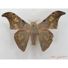 /filer/webapps/moths/media/images/V/Vestigiatum_Orthogonioptilum_A_Albert.jpg