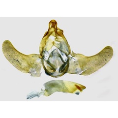 /filer/webapps/moths/media/images/S/seydeli_Thubdora_GMHT_RMCA.jpg