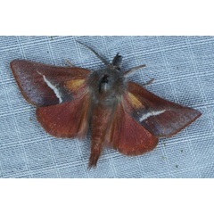 /filer/webapps/moths/media/images/L/limacodina_Clostera_A_Heyns_02.JPG