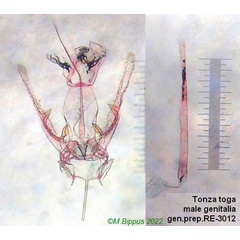 /filer/webapps/moths/media/images/T/toga_Tonza_GMHT_RMNH.jpg